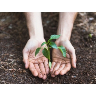 hands-protecting-plant-800x600.jpg
